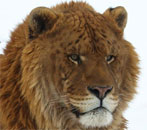 head of male liger Hobbs